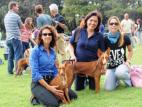 Cirneco Photo
